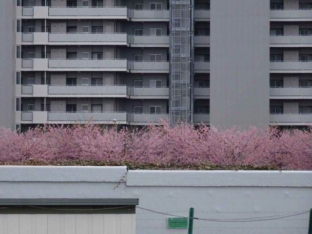 桜の見えるマンション